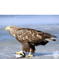 گونه عقاب دریایی دم سفید White tailed Eagle